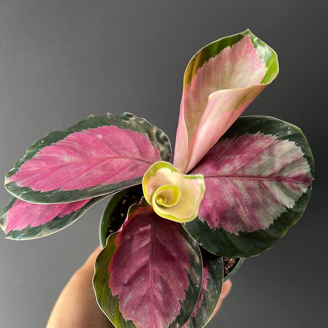 Calathea Assortment