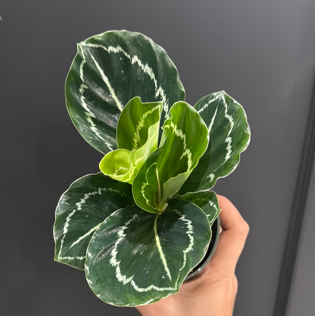 Calathea Assortment