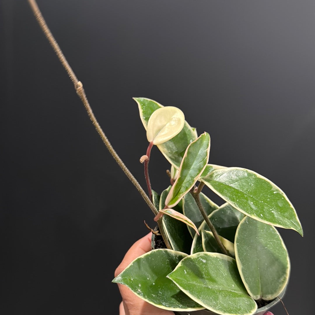 Hoya carnosa - 'Krimson Queen' and Princess