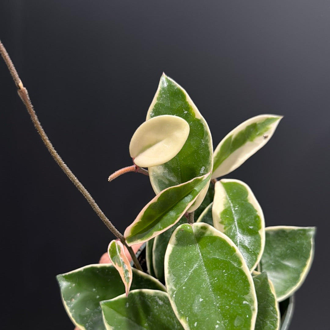 Hoya carnosa - 'Krimson Queen' and Princess