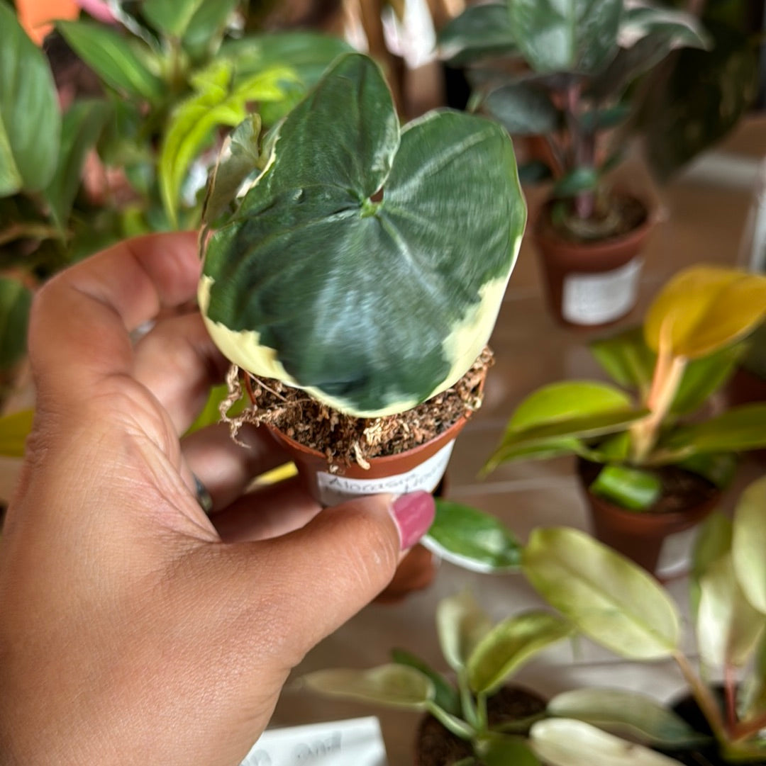 Alocasia Mickey Mouse