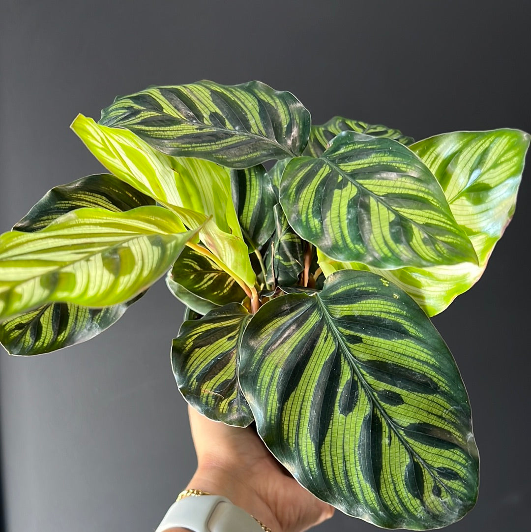 Calathea Assortment