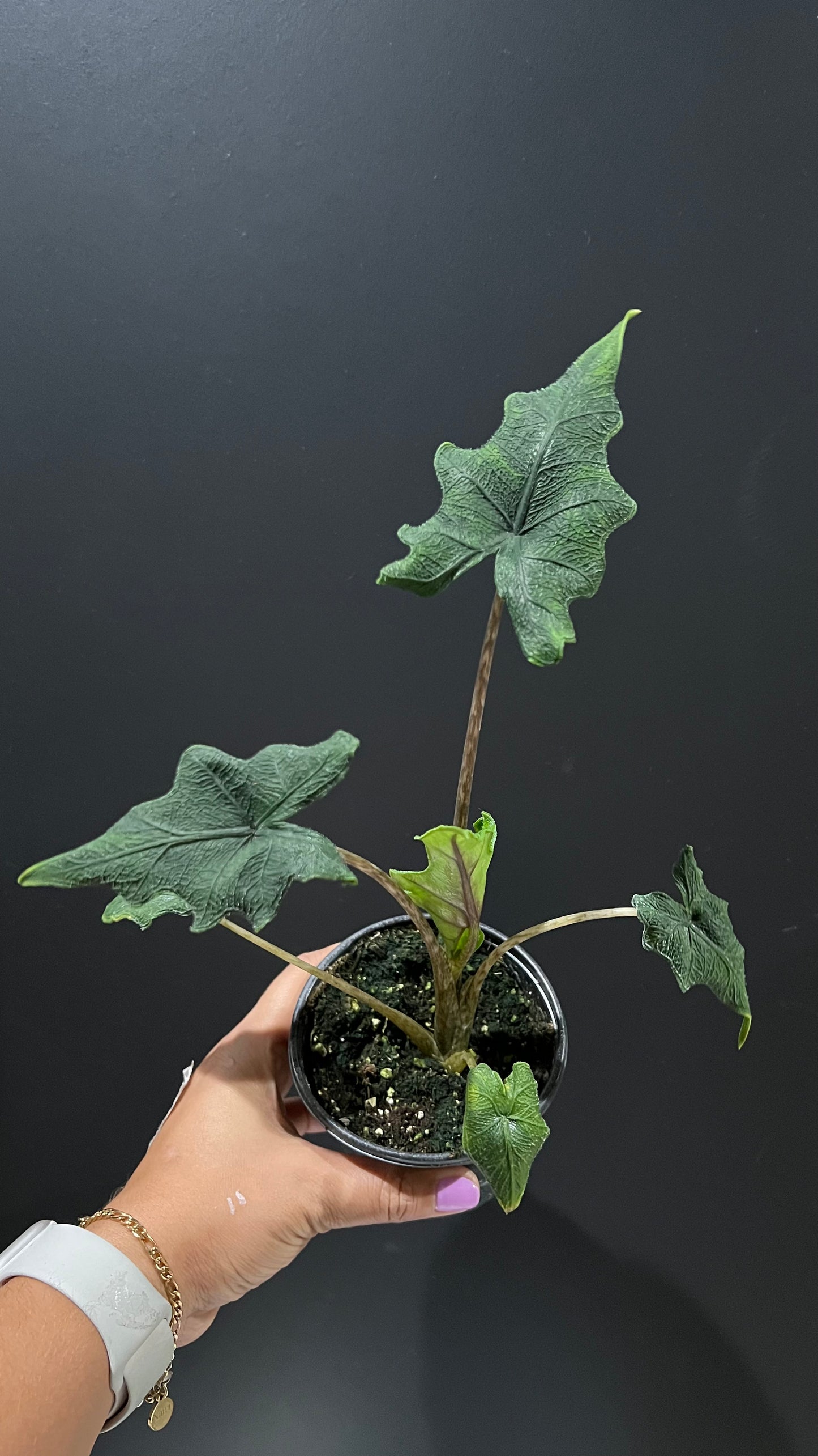 Alocasia Jacklyn