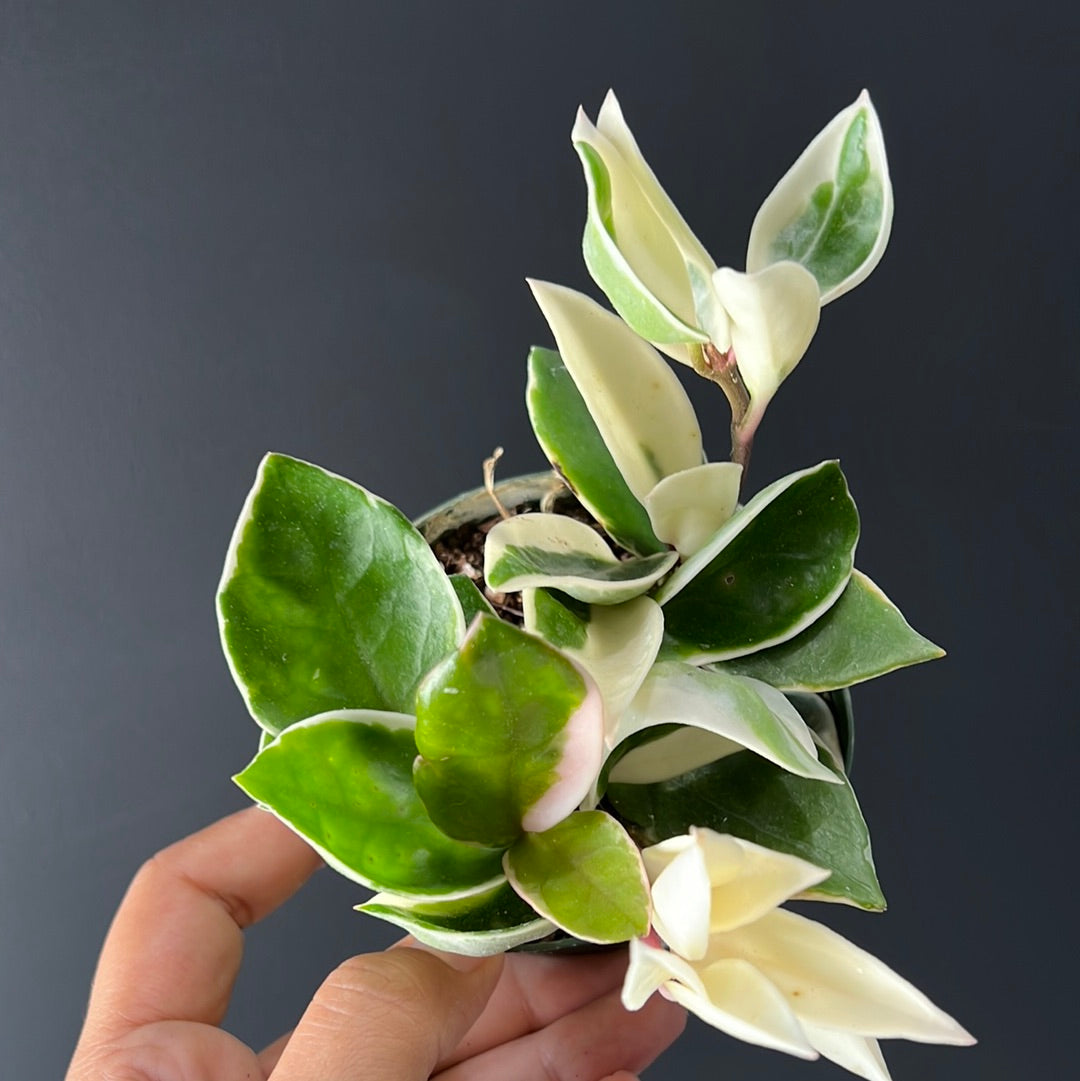 Hoya carnosa - 'Krimson Queen' and Princess