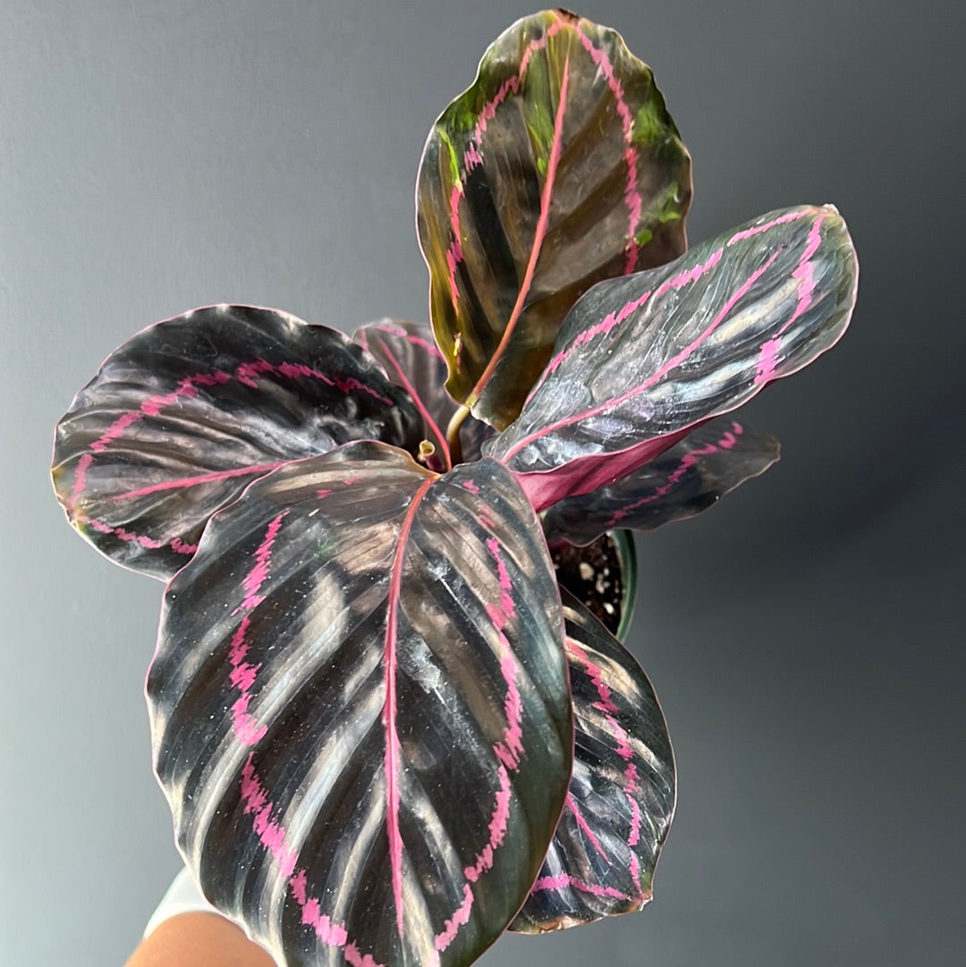 Calathea Assortment