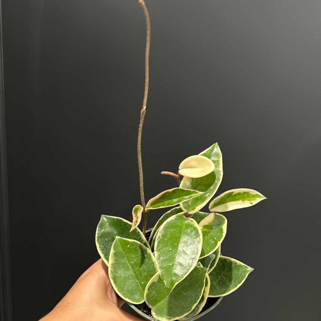 Hoya carnosa - 'Krimson Queen' and Princess