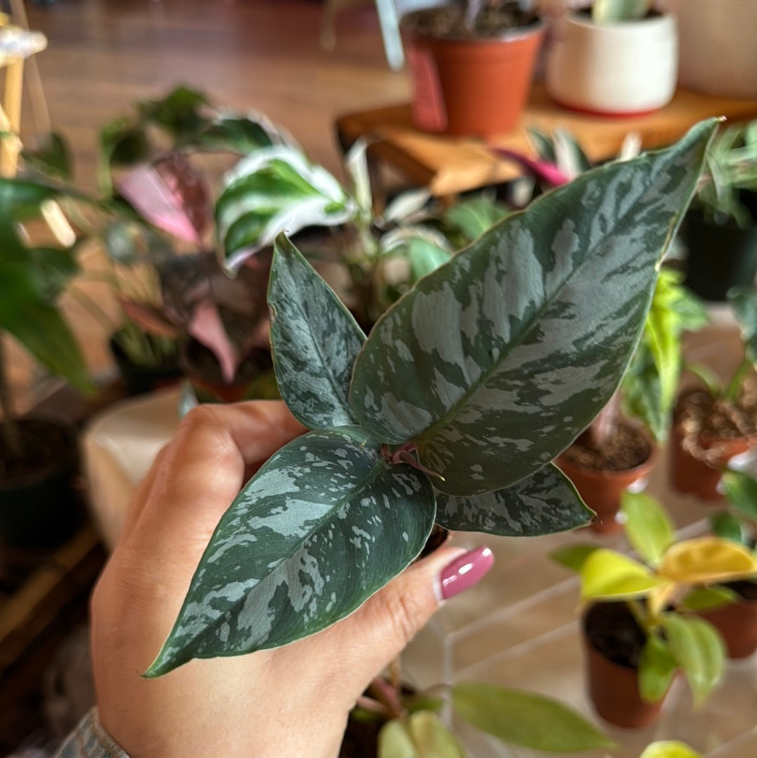 Homalomena Purple Sword