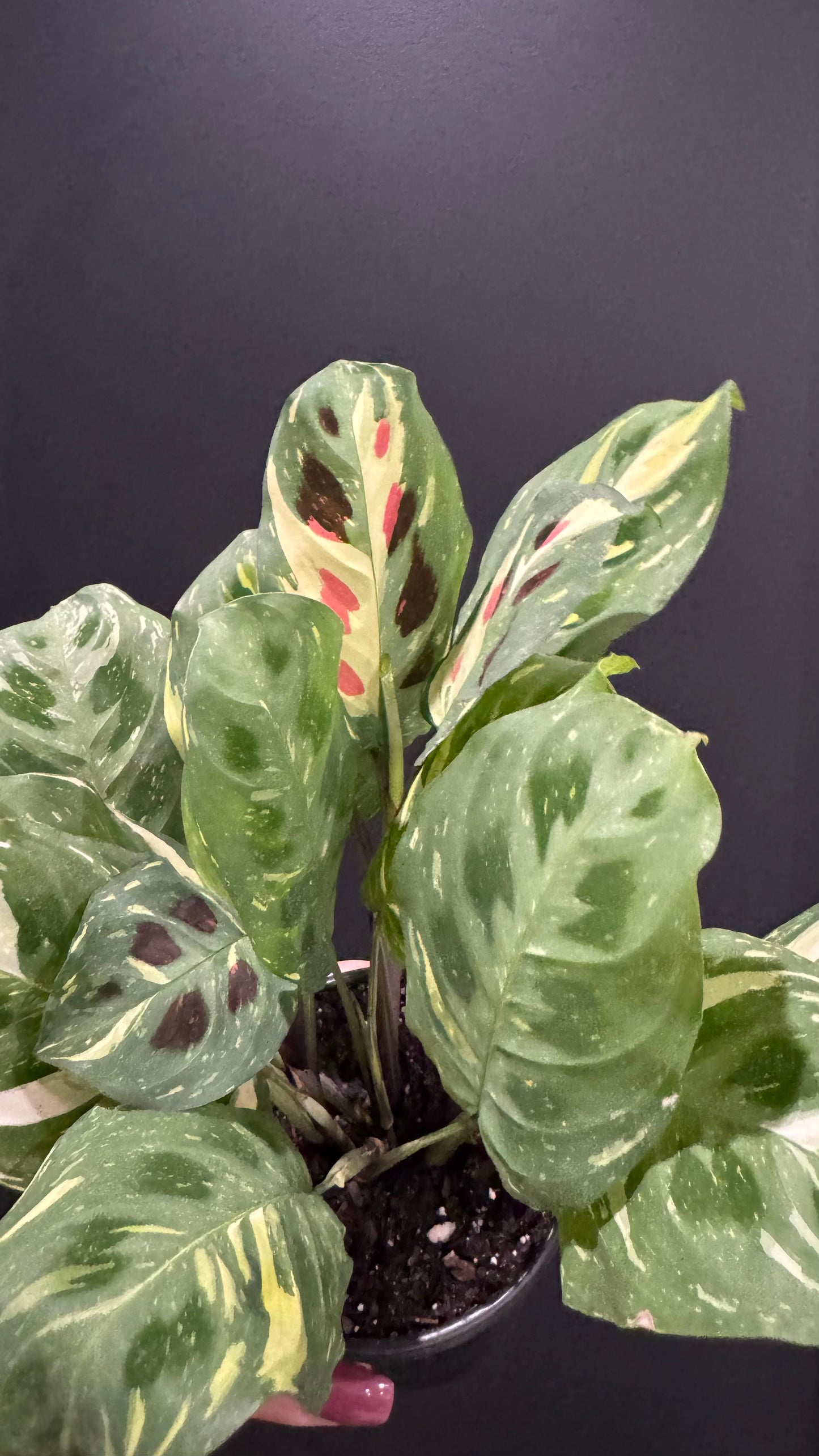 Maranta Beauty Kim- Prayer Plant