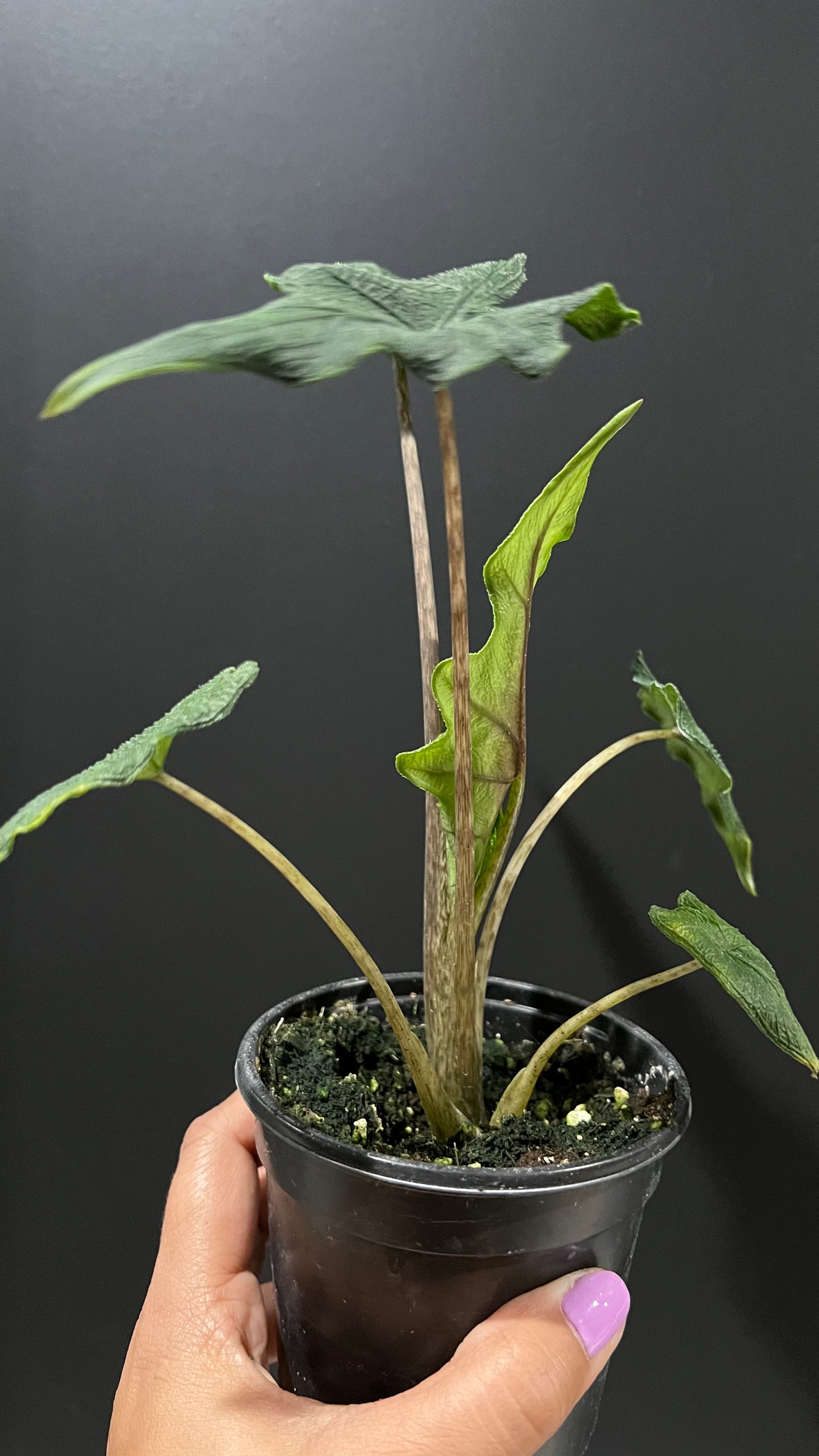 Alocasia Jacklyn