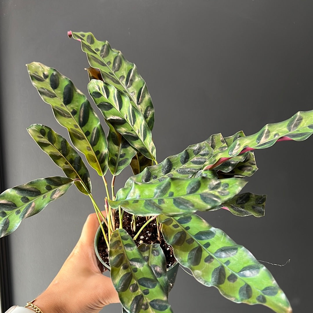 Calathea Assortment