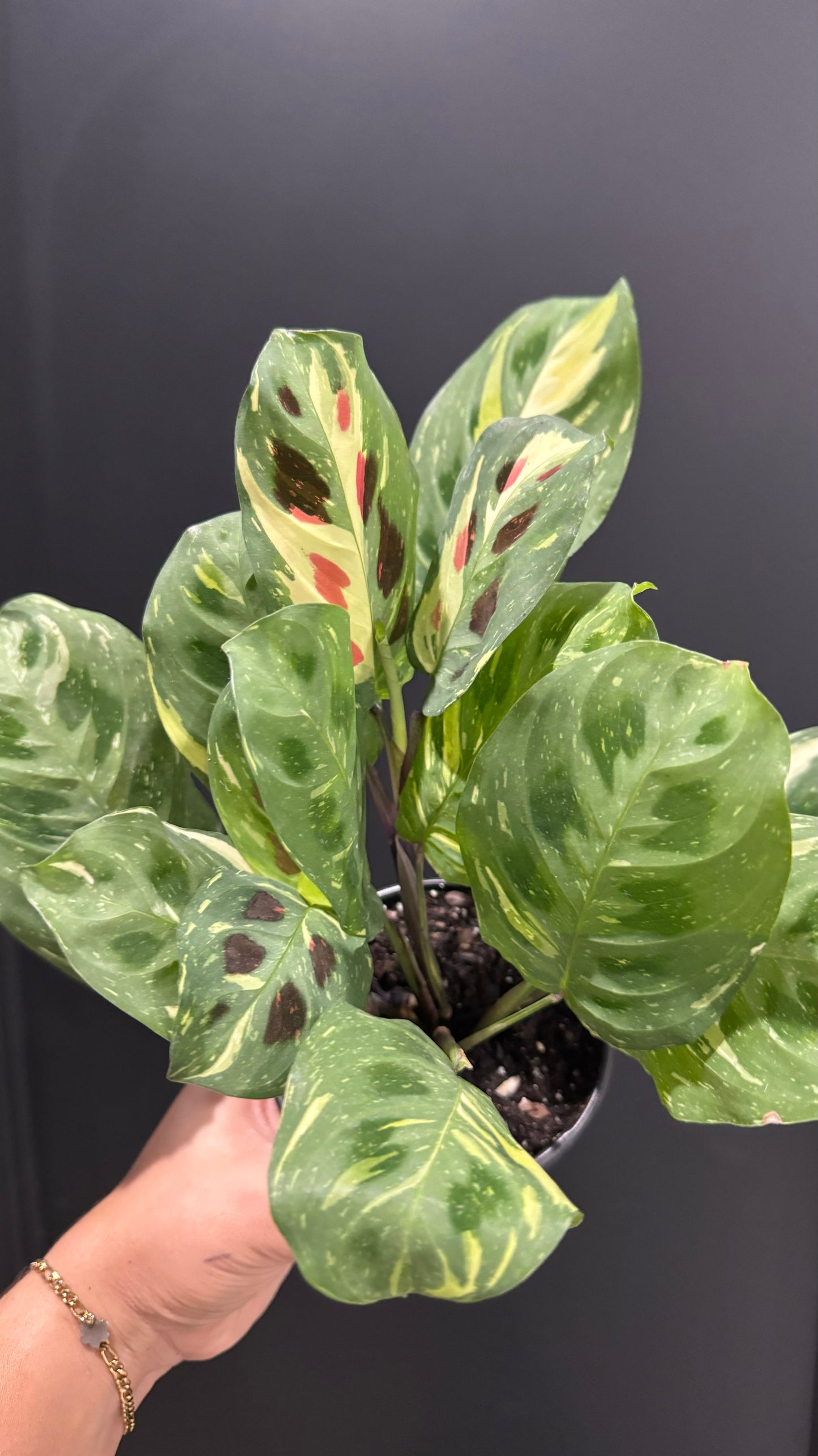 Maranta Beauty Kim- Prayer Plant
