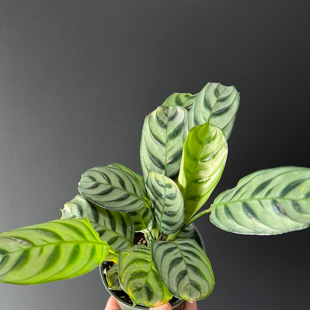 Calathea Assortment