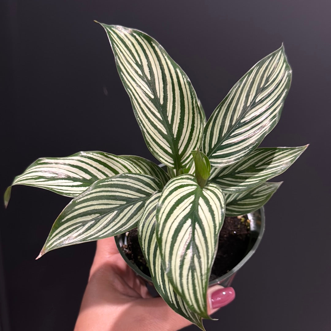 Calathea Assortment