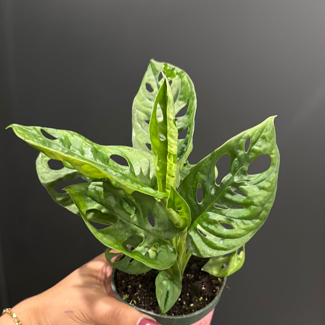 Monstera Adansonii 'Swiss Cheese'