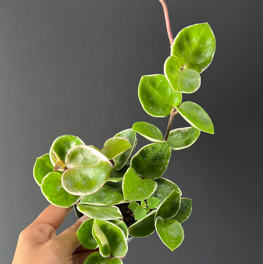 Hoya carnosa - 'Krimson Queen' and Princess
