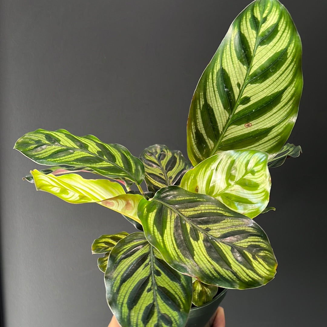 Calathea Assortment