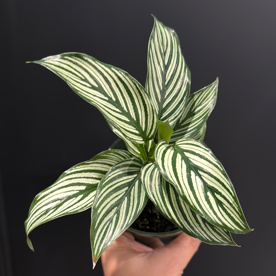 Calathea Assortment