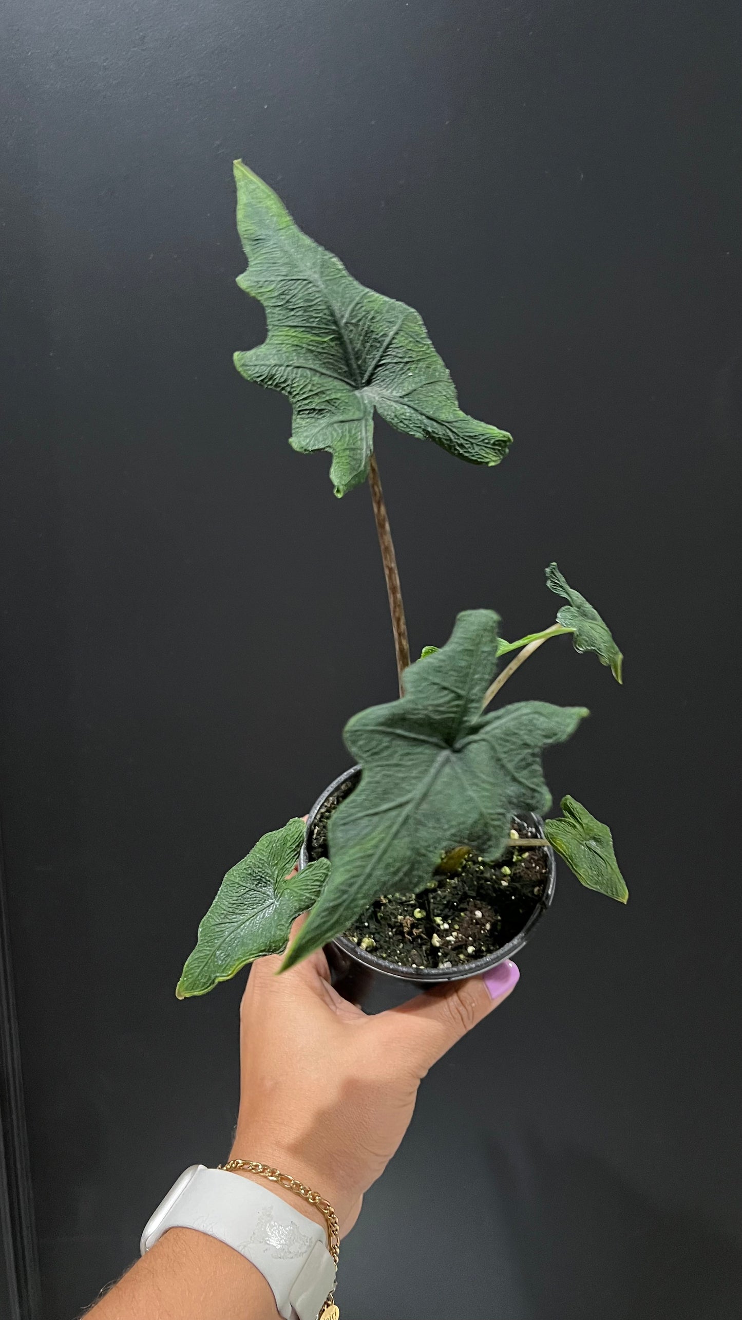 Alocasia Jacklyn