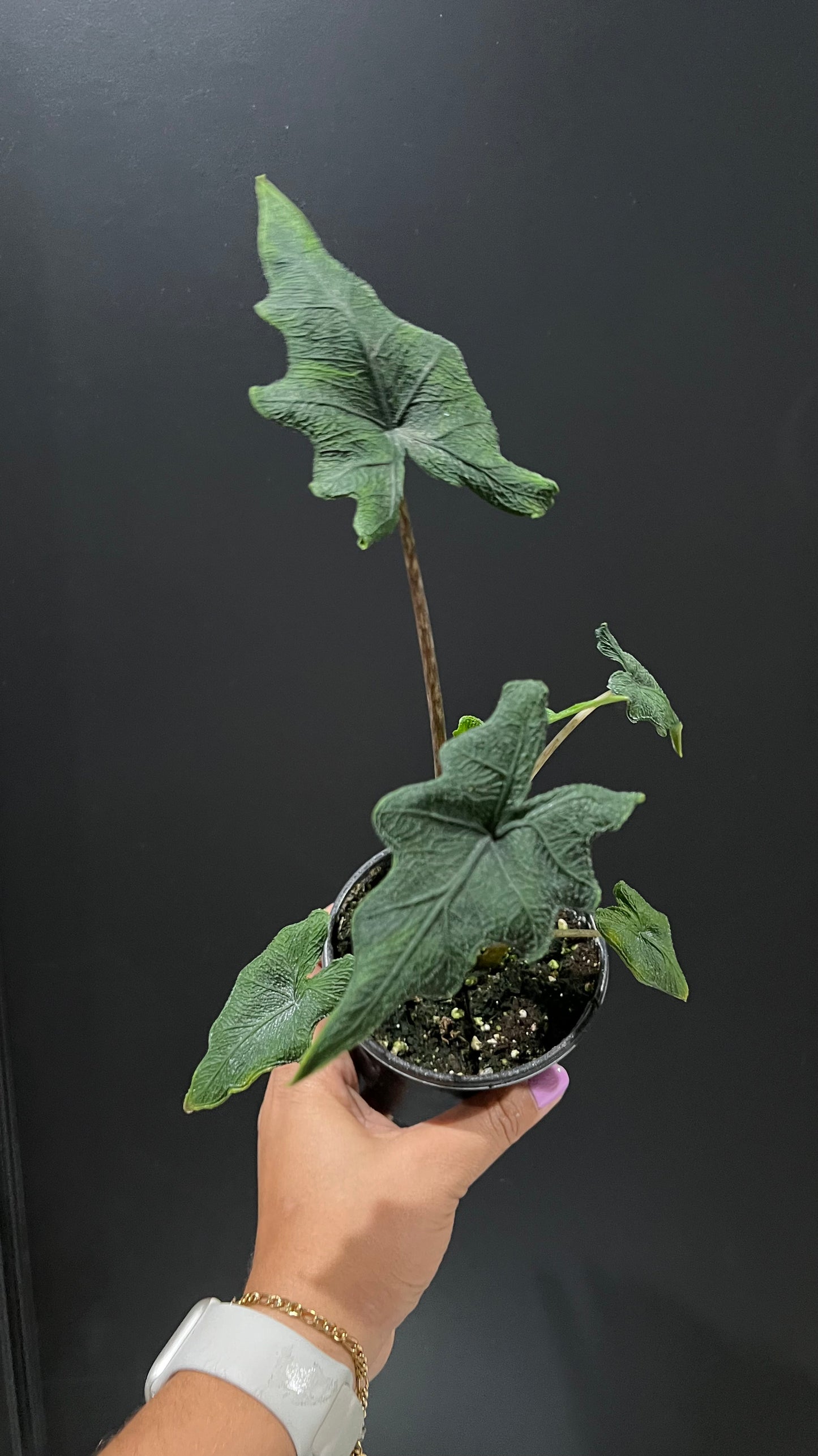 Alocasia Jacklyn