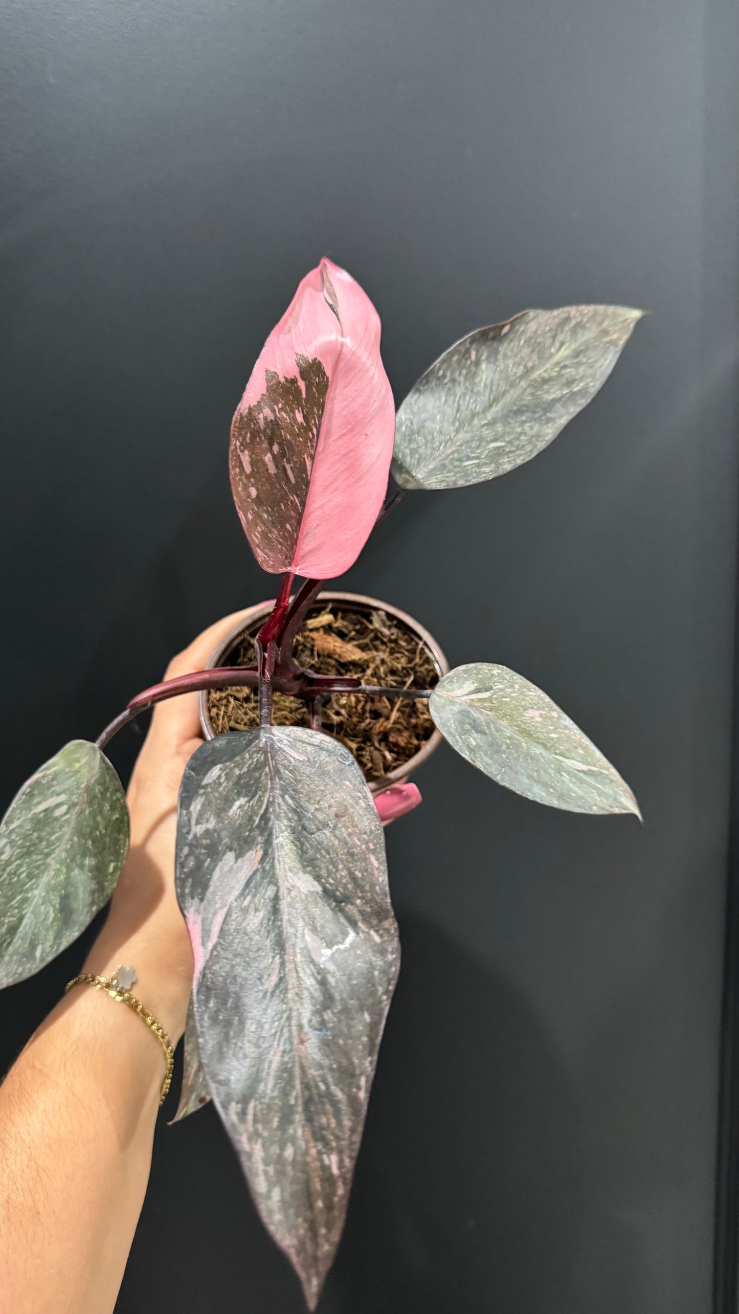 Philodendron Pink Princess Marble Galaxy