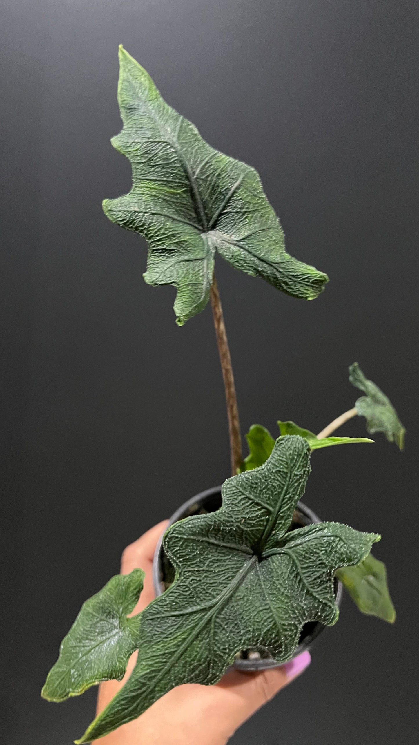Alocasia Jacklyn