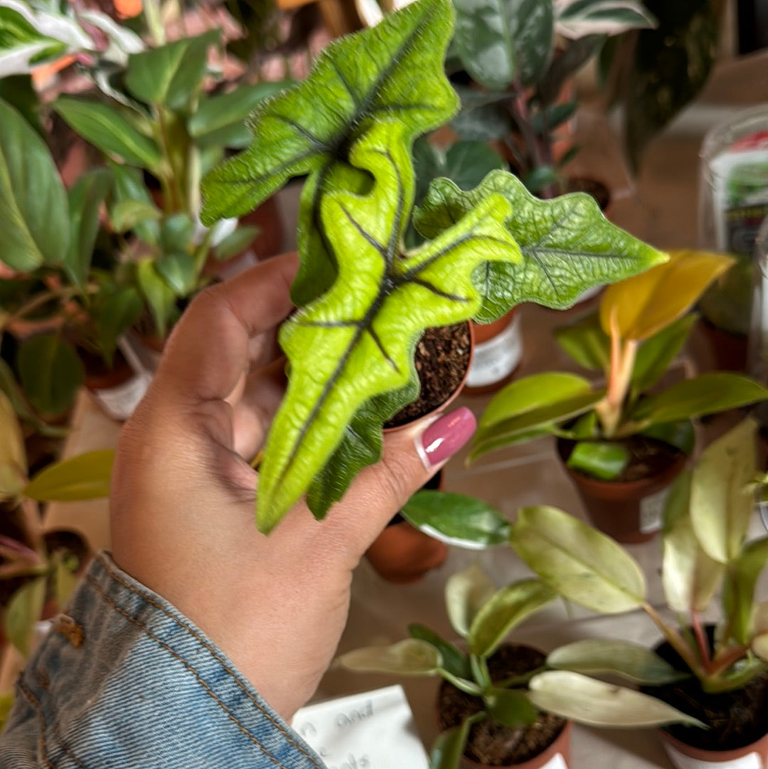 Alocasia Jacklyn