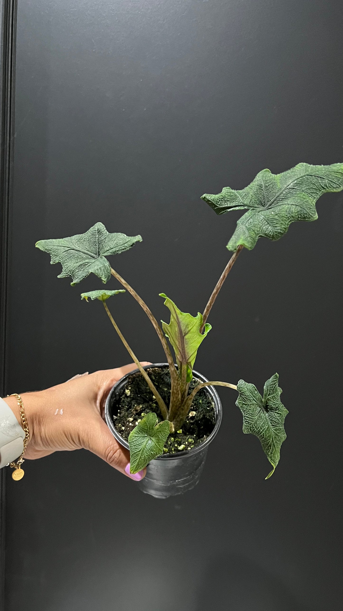 Alocasia Jacklyn