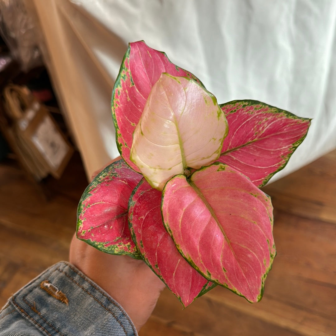 Aglaonema Pink - Chinese Evergreen