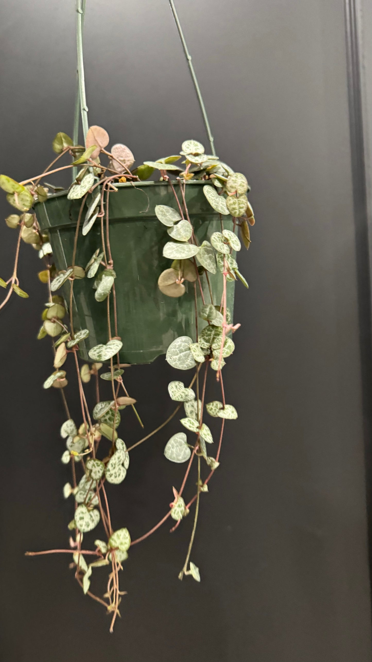 String of Hearts | Ceropegia Woodii | Chain of Hearts
