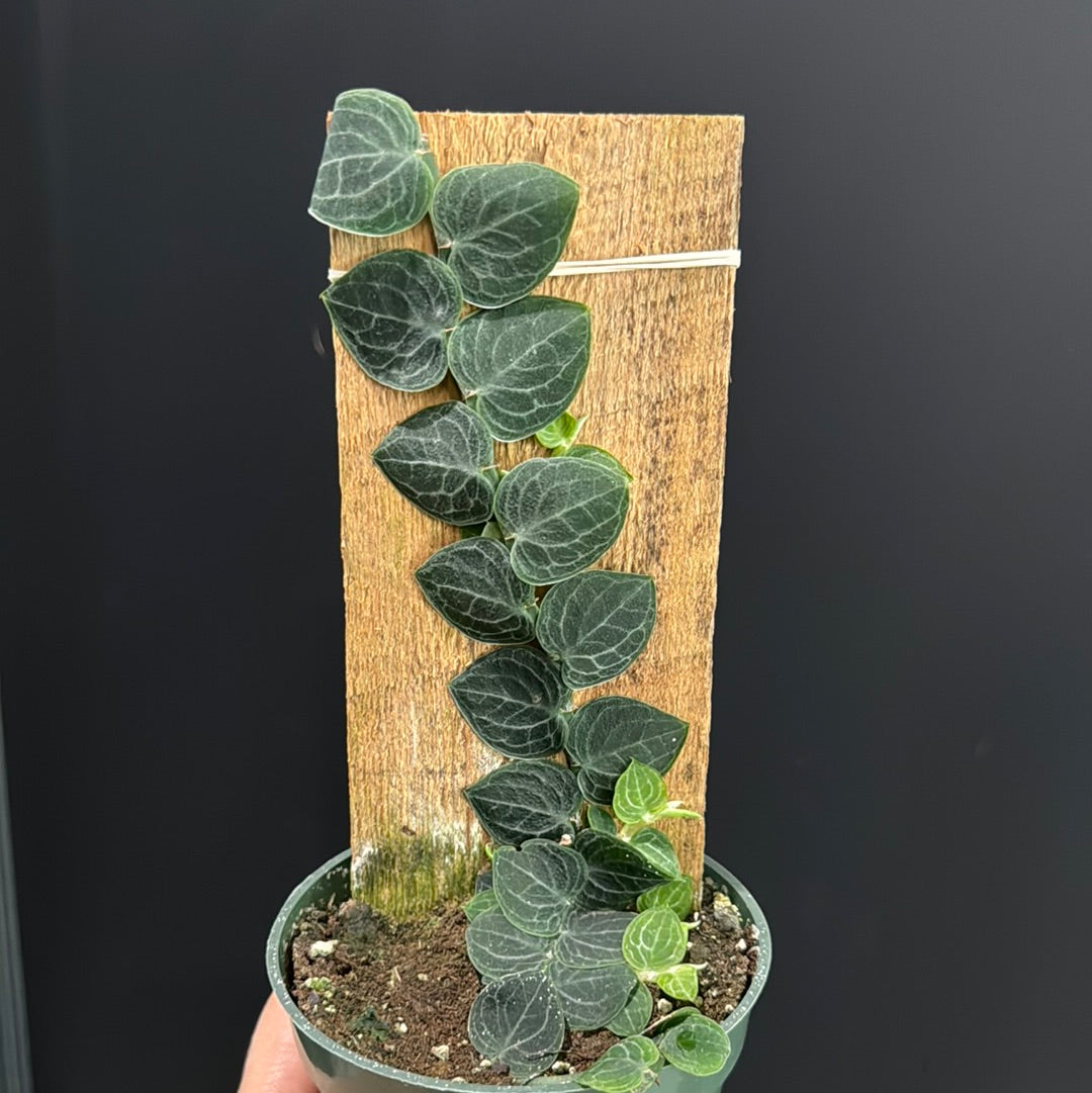 Rhaphidophora Cryptantha