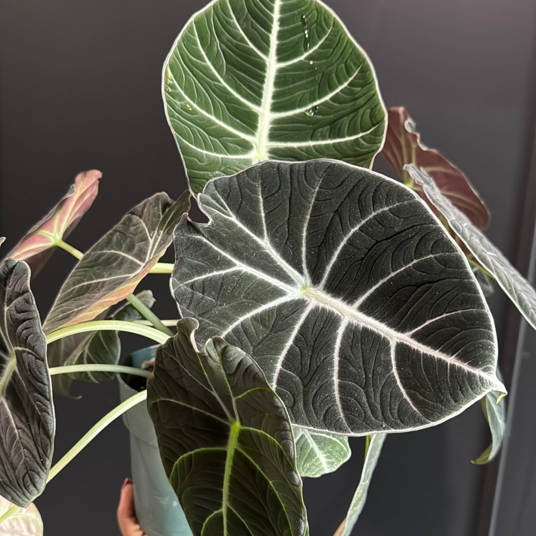 Alocasia reginula "Black Velvet"