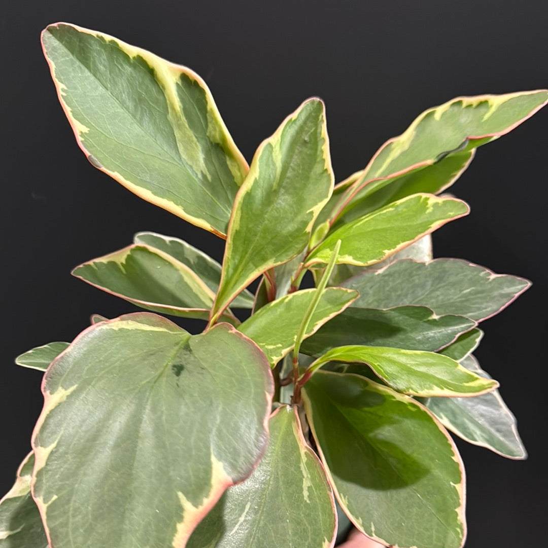 Peperomia 'Ginny'