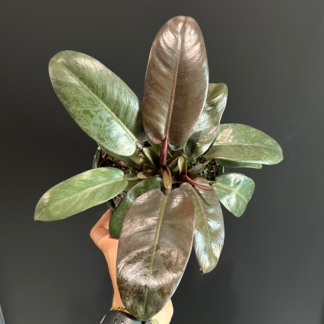 Philodendron Black Cardinal