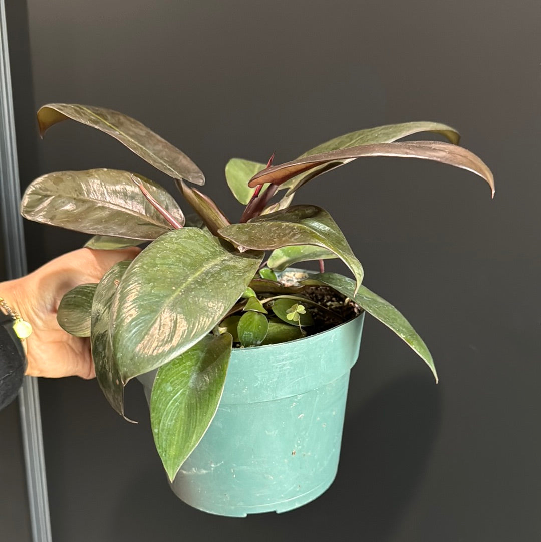 Philodendron Black Cardinal