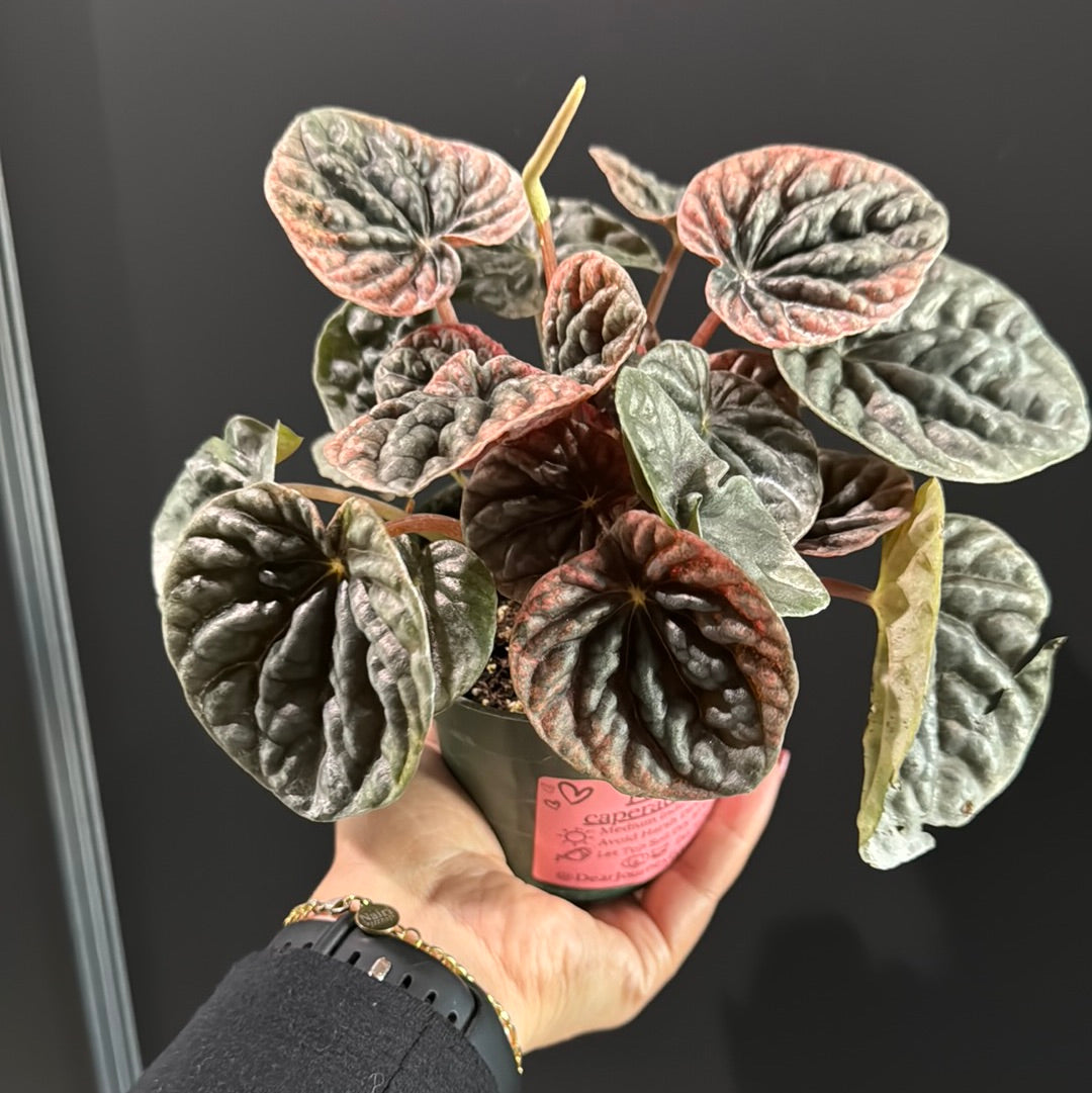 Peperomia Abricos