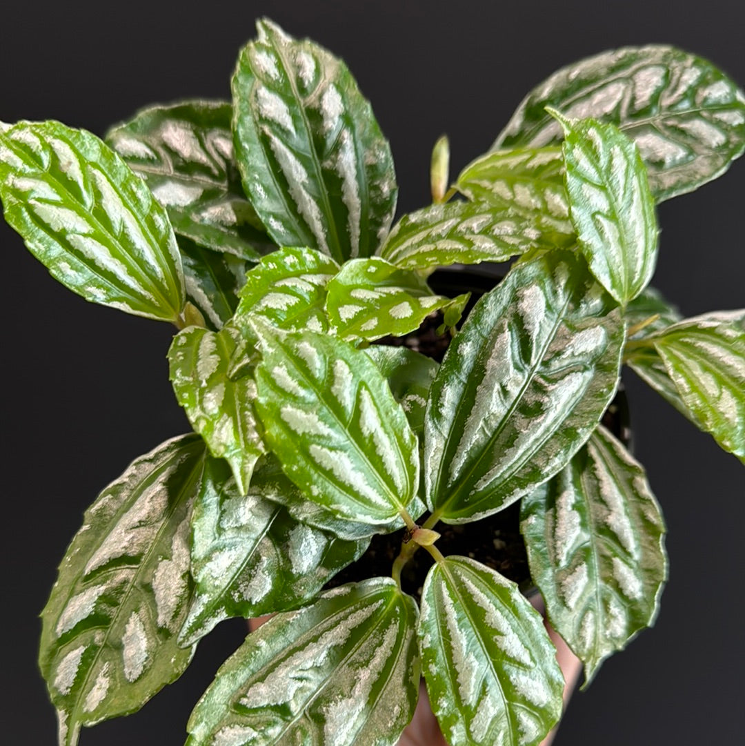 Pilea Aluminum