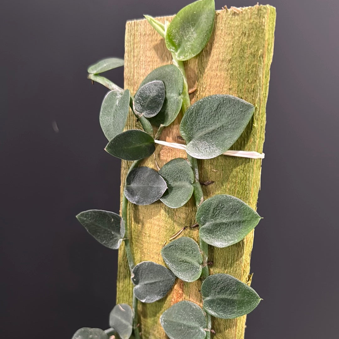 Rhaphidophora Hayii