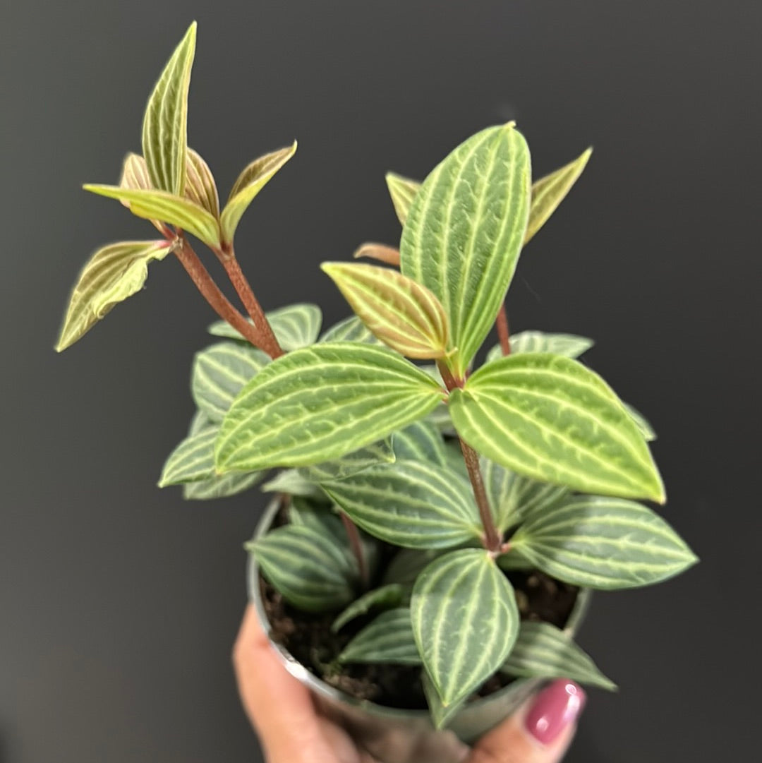 Peperomia Stilt