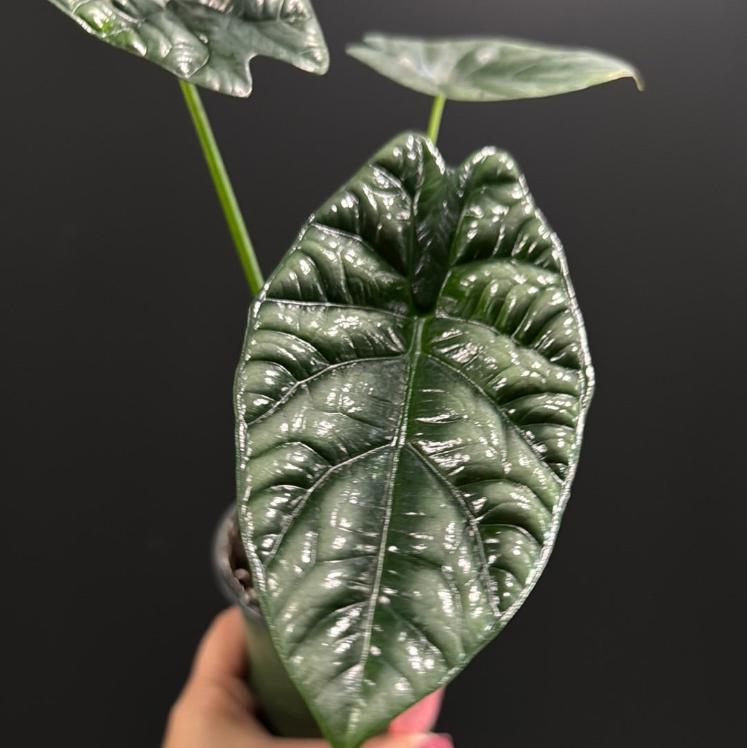 Alocasia Sinuata 'Quilted Dream'