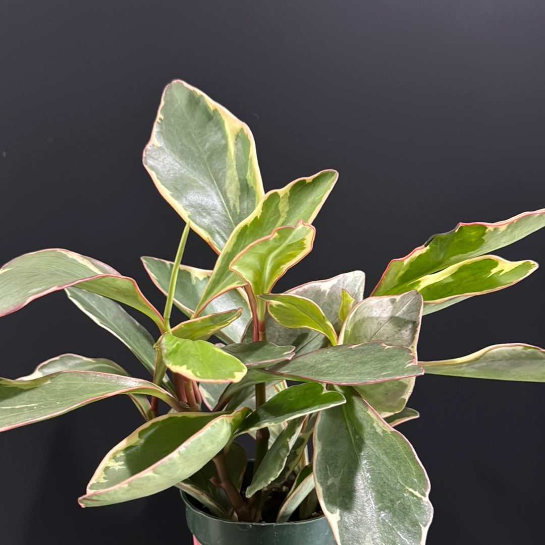Peperomia 'Ginny'