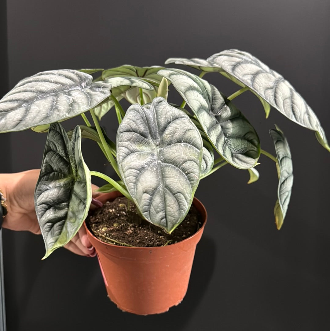 Alocasia Silver Dragon