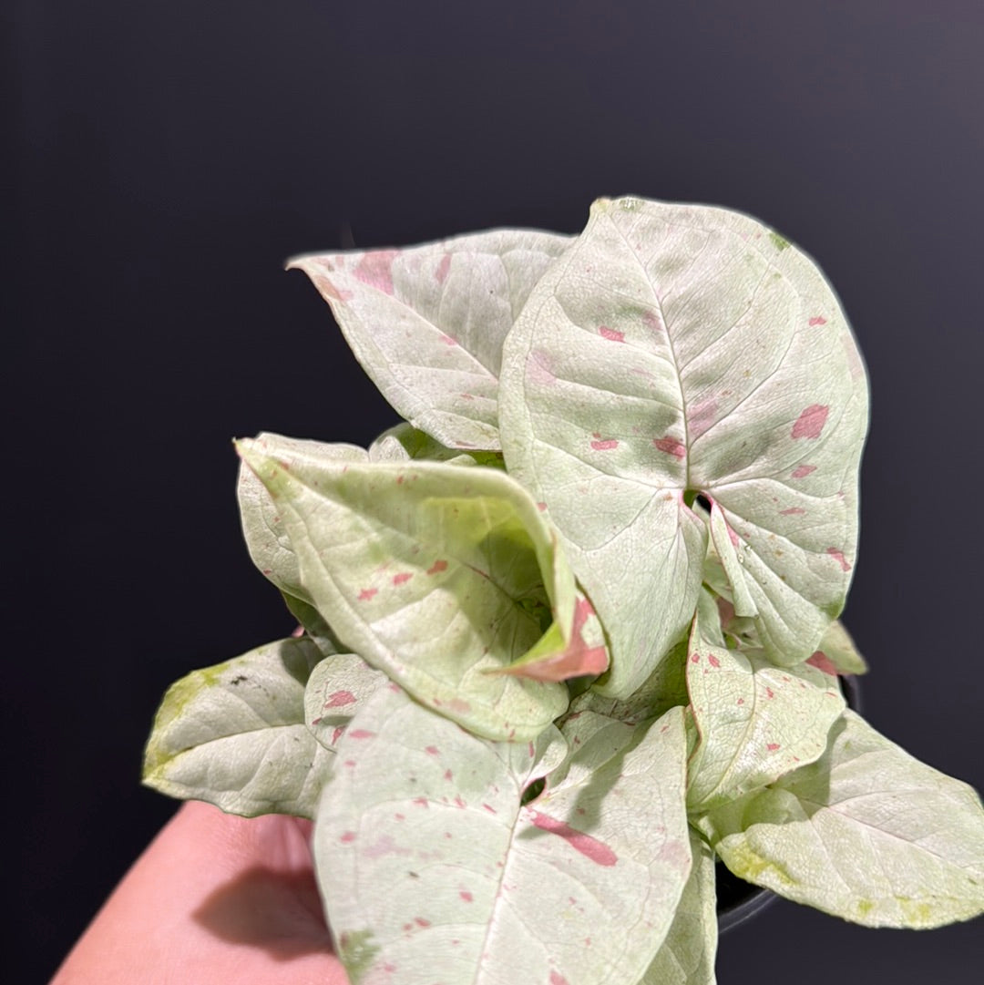 Syngonium Milky Confetti