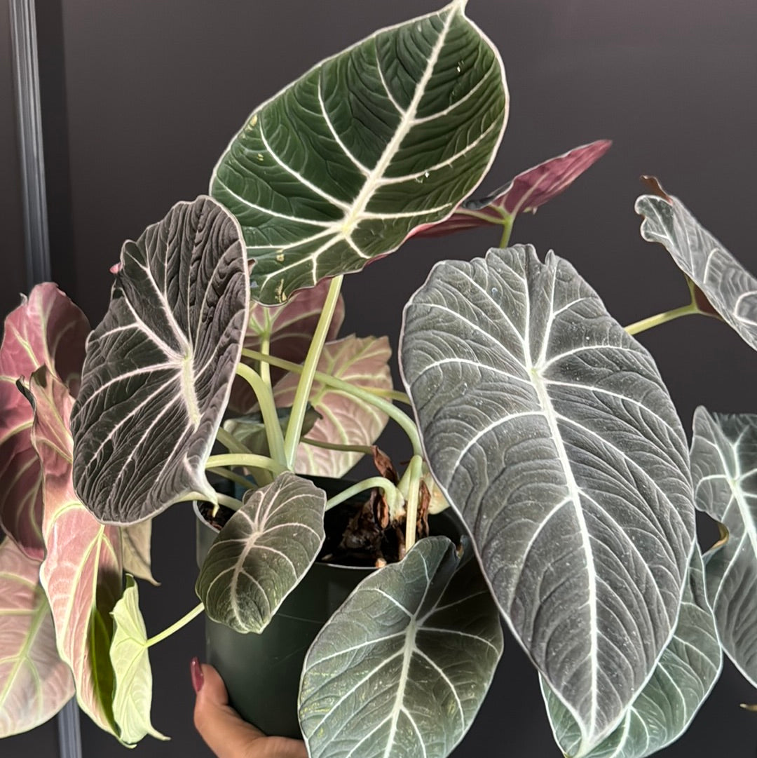 Alocasia reginula "Black Velvet"