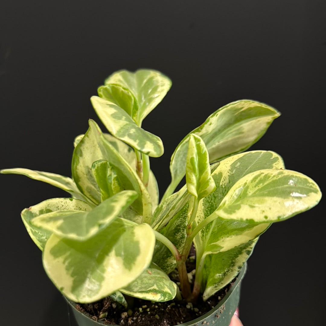 Peperomia Obtusifolia Variegata - Golden Gate