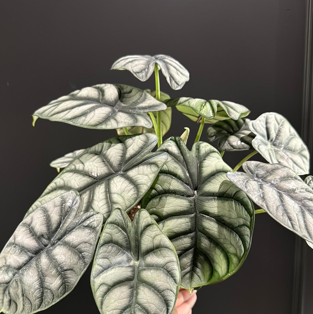 Alocasia Silver Dragon