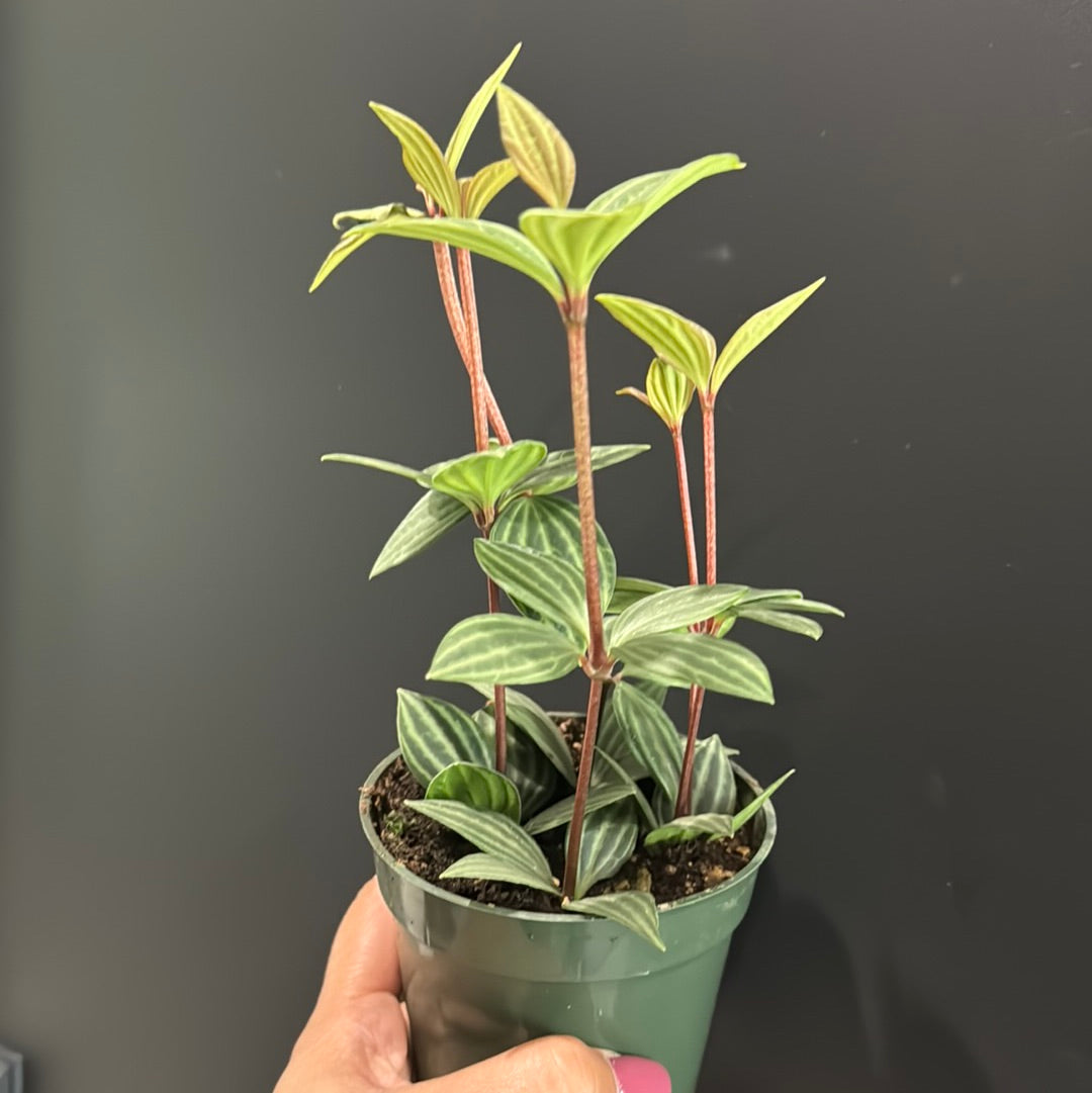 Peperomia Stilt