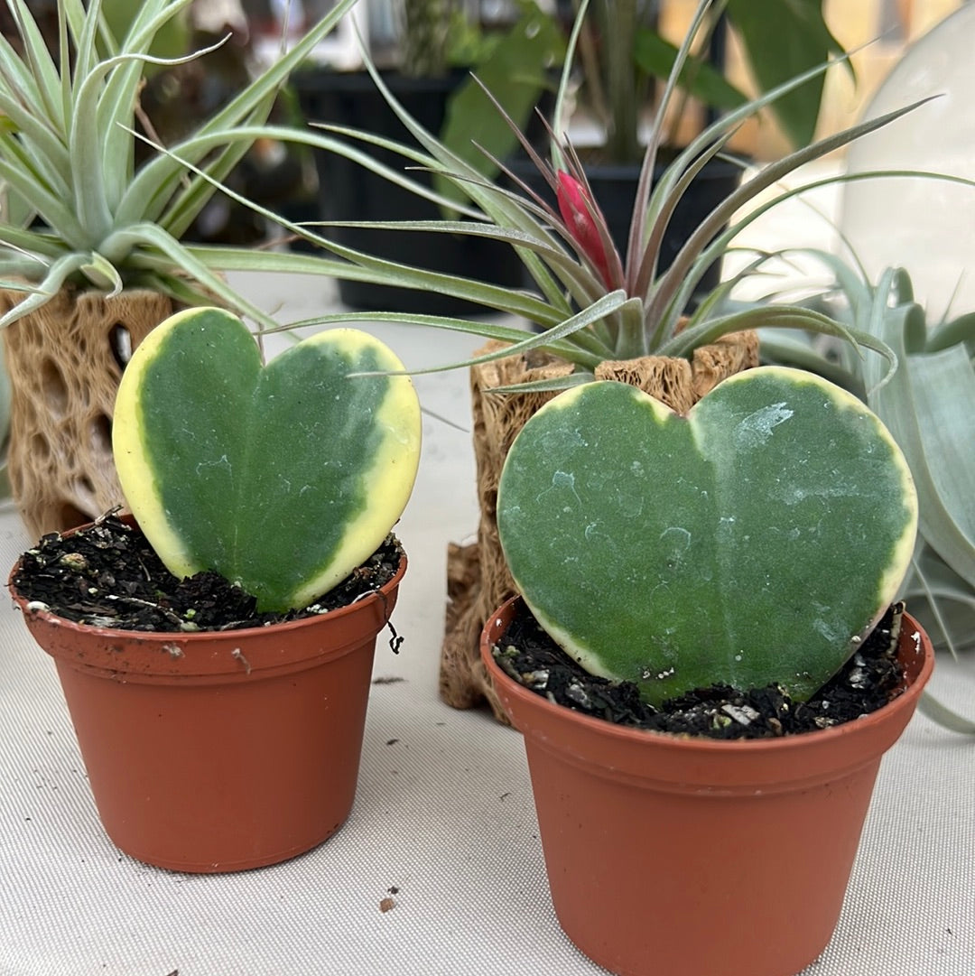Variegated Hoya Kerri Heart Plant