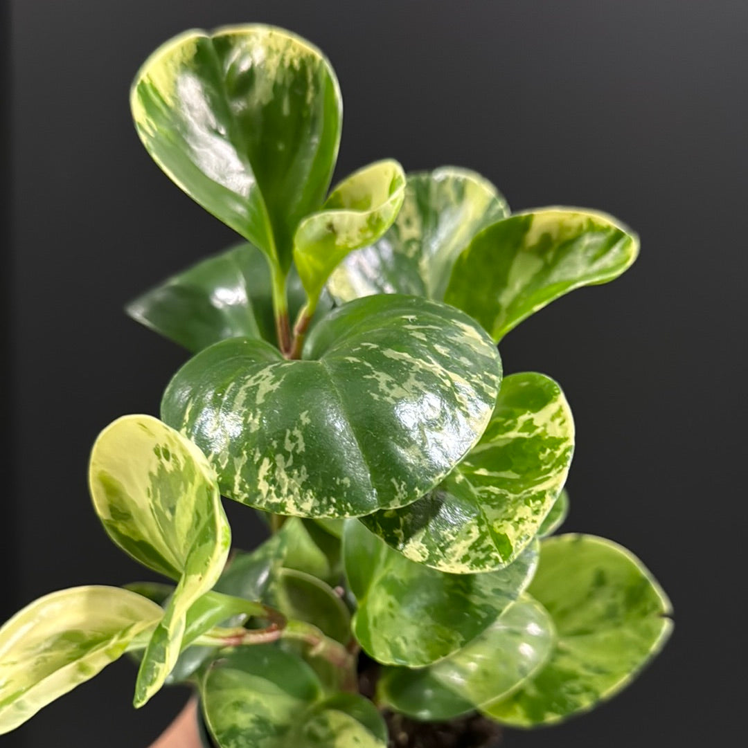 Peperomia Obtusifolia Variegata- Marble Green