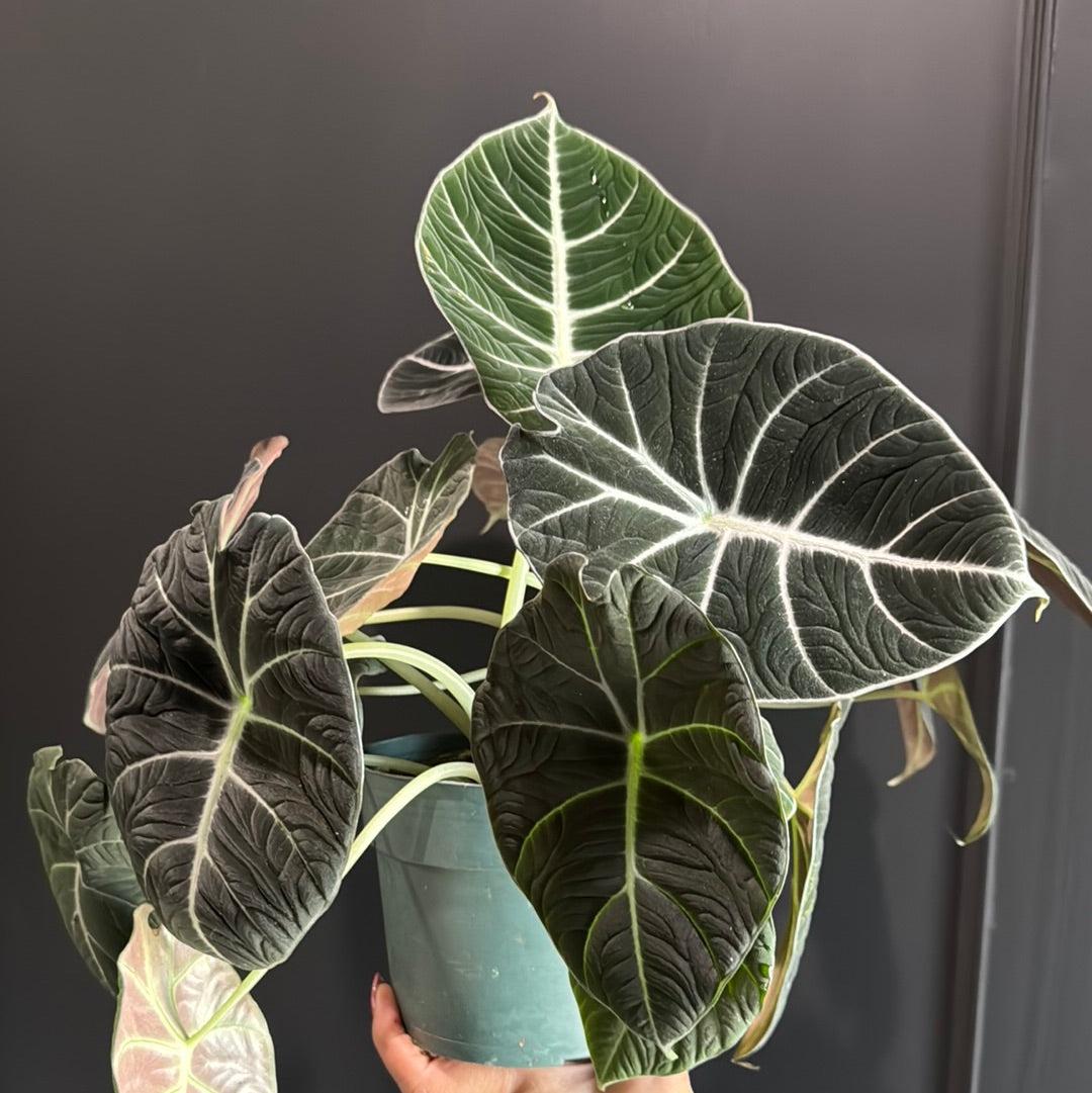 Alocasia reginula "Black Velvet"
