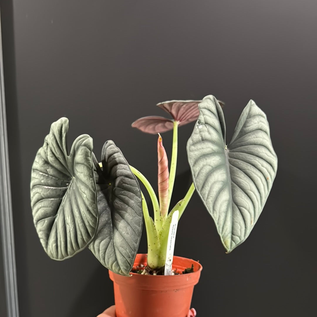 Alocasia sp. Nebula 'Imperialis'